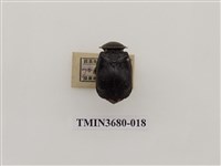 藏品(埋葬蟲)的圖片